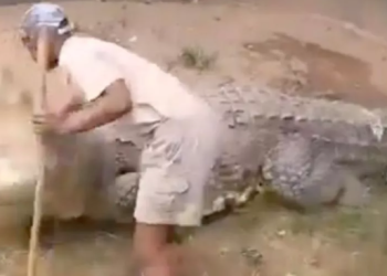 Man nearly loses genitals as 15ft crocodile bites him between legs