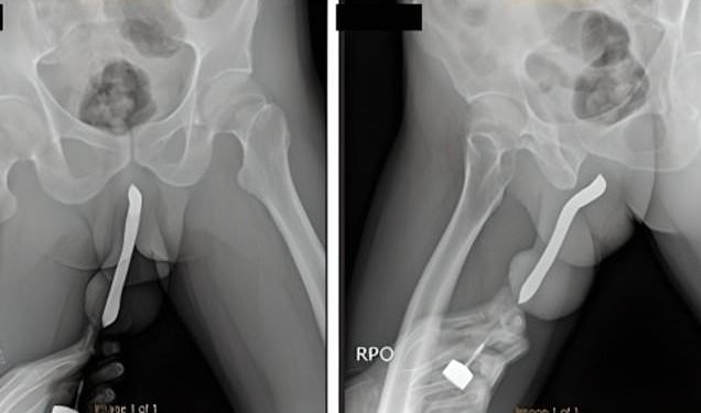 Chinese scientists successfully clone two goats