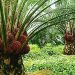 West Africa Facing Shortfall in Palm Oil Production, Says ECOWAS Official