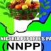 Appointments: NNPP women leader resigns over alleged exclusion of followers