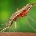Malaria: Kano Records 62 Deaths In 3 Months