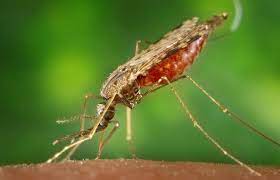 Malaria: Kano Records 62 Deaths In 3 Months