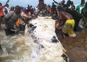 Stop consuming dead whales, it could result in mercury poisoning – Bayelsa govt warns residents