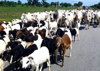 Farmers, Herders Clash: Tinubu Creates Ministry Of Livestock Development
