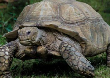 Woman arrested for using tortoise to threaten HR manager over unpaid salary