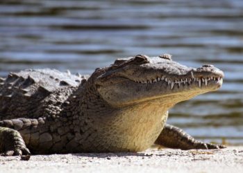 Missing man found inside crocodile