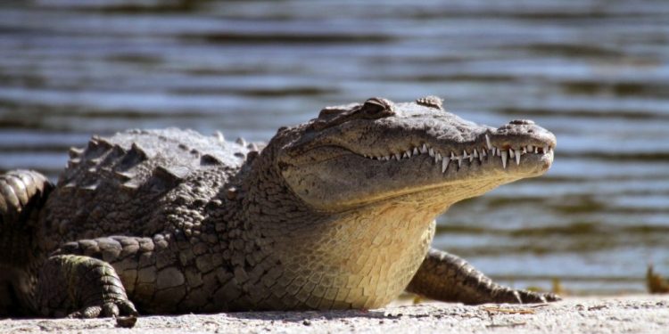 Missing man found inside crocodile