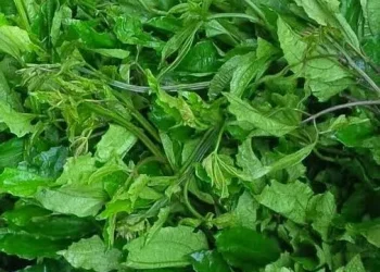 Vegetables from flooded areas contaminated with dead bodies –Borno Gov’t