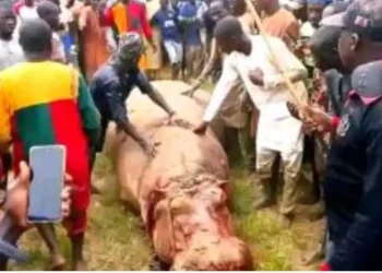 Kebbi: Hippo that killed Emir’s guard eliminated, shared as meat