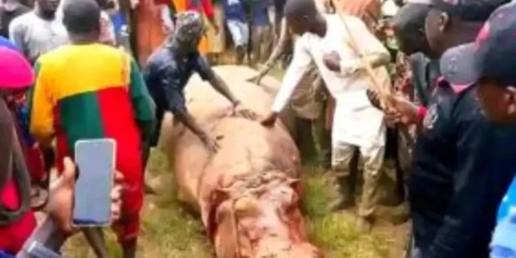 Kebbi: Hippo that killed Emir’s guard eliminated, shared as meat