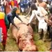 Kebbi: Hippo that killed Emir’s guard eliminated, shared as meat