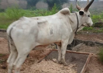 Thieves cart away cows meant for church harvest celebration