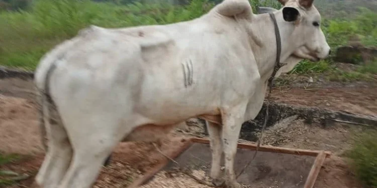 Thieves cart away cows meant for church harvest celebration