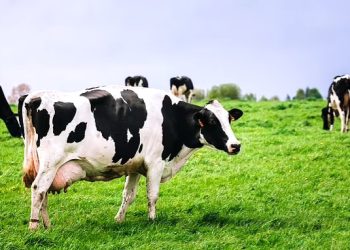 Man kicked to death ‘while trying to rape cow’