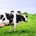 Man kicked to death ‘while trying to rape cow’