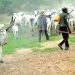 Bandits invade Ondo communities, kill over 20 farmers
