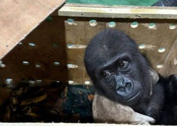 Smuggled gorilla: FG reaffirms commitment to biodiversity conservation