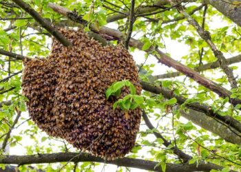 Bees Sting Farmer To Death, Injure 2 Others In Osun