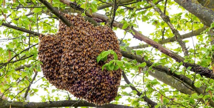 Bees Sting Farmer To Death, Injure 2 Others In Osun