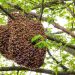 Bees Sting Farmer To Death, Injure 2 Others In Osun