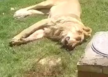 Man eaten alive by pet lion days after buying the animal to keep in his garden