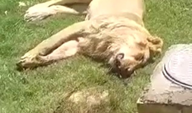 Man eaten alive by pet lion days after buying the animal to keep in his garden