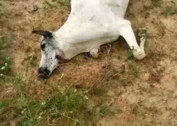 Tragedy as 18 cows die after grazing on fumigated farm in Plateau