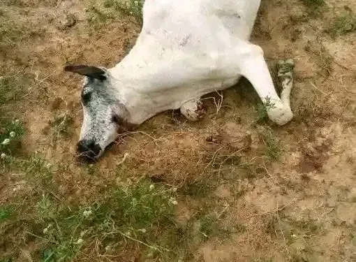 Tragedy as 18 cows die after grazing on fumigated farm in Plateau