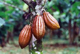 FG Moves to Establish National Cocoa Management Board