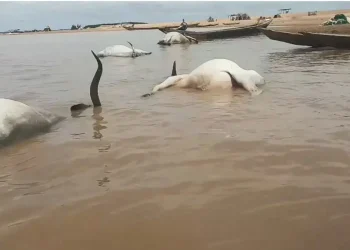 Over 100 cattle die mysteriously while crossing River Benue
