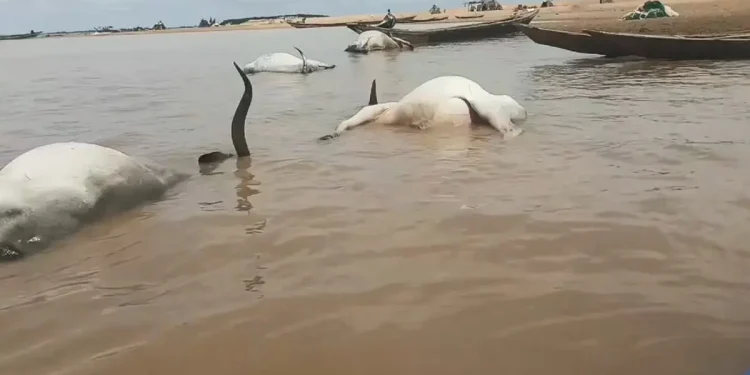 Over 100 cattle die mysteriously while crossing River Benue