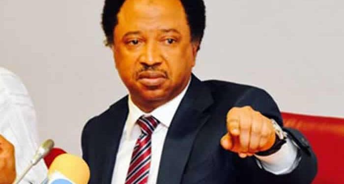 You lack moral ground to criticise Tinubu, Shehu Sani hits back at El-Rufai, Amaechi