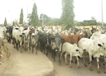 Open grazing: Herders risk 3-yr jail term, confiscation of cattle — Ogun govt warns