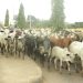 Open grazing: Herders risk 3-yr jail term, confiscation of cattle — Ogun govt warns