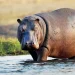 Displaced hippopotamuses attack Adamawa communities, kill one