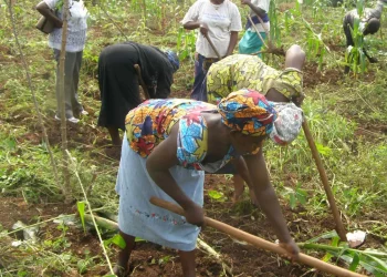Subsistence agriculture cannot guarantee food sufficiency – Makinde’s aide tells farmers