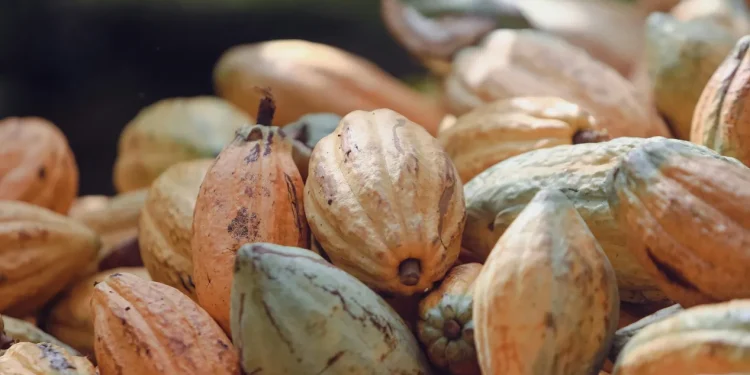 Cocoa export hits N1.2trn, accounts for 29% agric export — Presidency