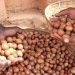 Shea nut prices drop by 33% after Nigeria’s six-month export ban – Report 