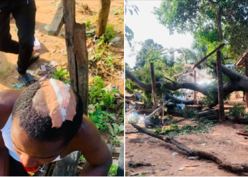Falling tree kills one, injures seven in Benue community
