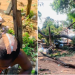 Falling tree kills one, injures seven in Benue community