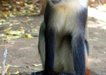 Hunter kills woman he mistook for a monkey in Cross River forest