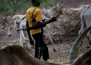 Heightened tension over alleged killing of 259 cattle in Benue