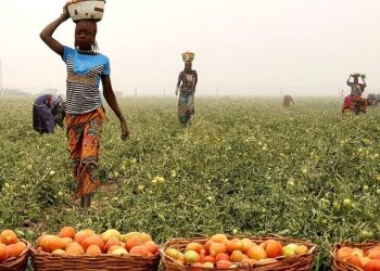 FG to allocate N800bn credit to agro-processing, renewable energy sectors