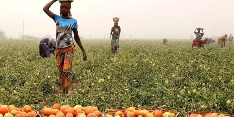FG to allocate N800bn credit to agro-processing, renewable energy sectors