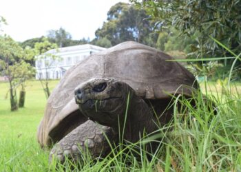 World’s oldest tortoise caught up in crypto scam confirms he’s not dead
