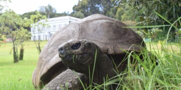 World’s oldest tortoise caught up in crypto scam confirms he’s not dead