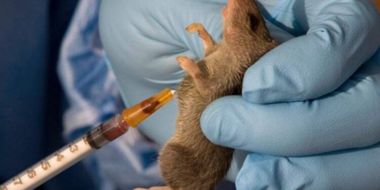 Oyo Confirms Lassa Fever Case At UCH, Activates Emergency Response