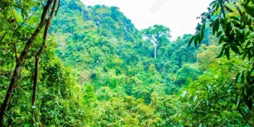 Kidnapped Passengers Escape as Bandits Fall Asleep in Kogi Forest