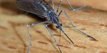 Lagos records over 978,000 malaria cases in 2025