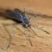 Lagos records over 978,000 malaria cases in 2025